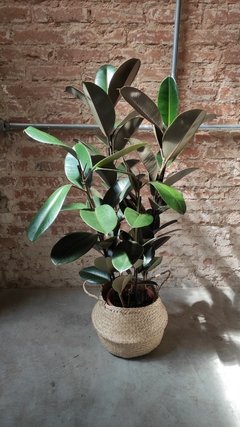 Ficus Elástica Burgundy - comprar online