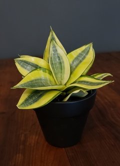 Sanseviéria Hahnii Trifasciata - comprar online