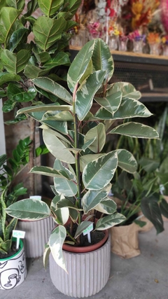 Ficus Elástica Tineke