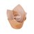 Tulipas N10 Beige (x10 Unidades)