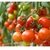 Tomates cherries agroecológicos x 250 grs