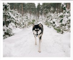 SIBERIANO en internet