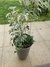Maceta Plástica con Ficus variegado más arreglo de plantas