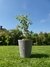 Maceta Rotomoldeada con Ficus Variegado - comprar online