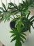 Philodendron Elegans en internet