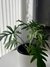 Philodendron Elegans - comprar online