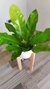 Asplenium - tienda online