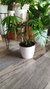 Philodendron Elegans - comprar online