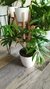 Philodendron Elegans