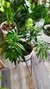 Philodendron Elegans en internet