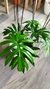 Imagen de Philodendron Elegans