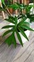 Philodendron Elegans - tienda online