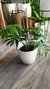 Philodendron Elegans - DecoPlantin