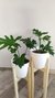 Philodendron Misionero - DecoPlantin