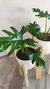 Philodendron Misionero - comprar online