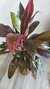 Dracena Rubra - comprar online