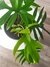 Philodendron Elegans - tienda online