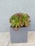 Aeonium XL - DecoPlantin