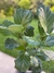 Ficus Pandurata - comprar online