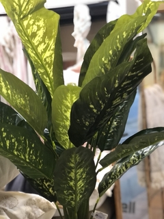 DIEFFENBACHIA NATURAL TOUCH