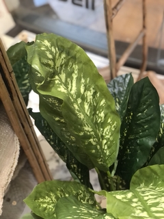 DIEFFENBACHIA NATURAL TOUCH en internet