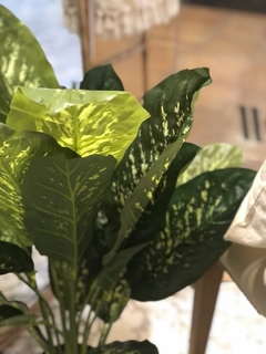 DIEFFENBACHIA NATURAL TOUCH - comprar online