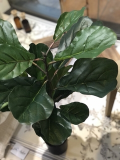 FICUS LYRATA en internet