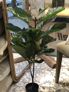 FICUS LYRATA - comprar online