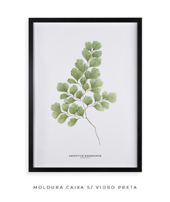 Quadro Decorativo Avenca - Flowersjuls - Quadros decorativos botânicos | Aquarelas autorais