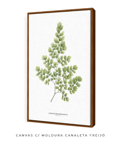 Quadro Decorativo Avenca II - Flowersjuls - Quadros decorativos botânicos | Aquarelas autorais