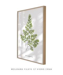 Quadro Decorativo Avenca II - Flowersjuls - Quadros decorativos botânicos | Aquarelas autorais