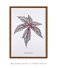 Quadro decorativo Begonia Grandis - Flowersjuls - Quadros decorativos botânicos | Aquarelas autorais