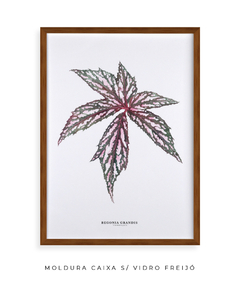 Quadro decorativo Begonia Grandis - Flowersjuls - Quadros botânicos decorativos | Aquarelas autorais