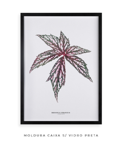Imagem do Quadro decorativo Begonia Grandis