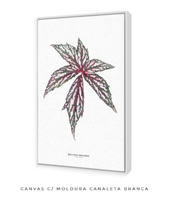 Quadro decorativo Begonia Grandis na internet