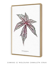 Quadro decorativo Begonia Grandis - Flowersjuls - Quadros decorativos botânicos | Aquarelas autorais