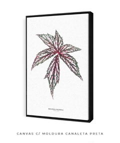 Quadro decorativo Begonia Grandis na internet
