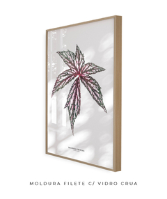 Imagem do Quadro decorativo Begonia Grandis
