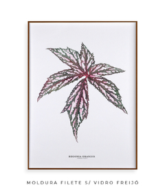 Quadro decorativo Begonia Grandis - comprar online