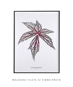 Quadro decorativo Begonia Grandis - loja online