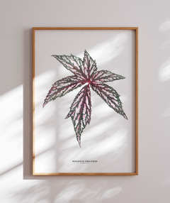 Quadro decorativo Begonia Grandis