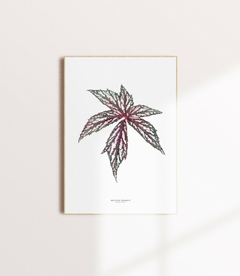 Quadro decorativo Begonia Grandis