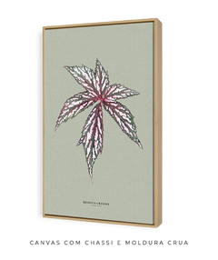 Quadro Decorativo Begonia Grandis - Fundo Pistacchio - Flowersjuls - Quadros decorativos botânicos | Aquarelas autorais
