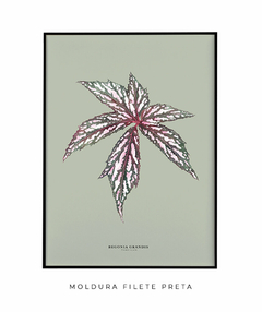 Imagem do Quadro Decorativo Begonia Grandis - Fundo Pistacchio