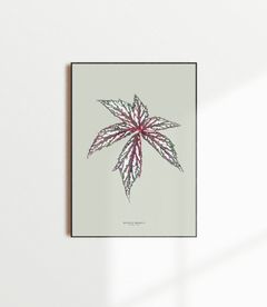 Quadro Decorativo Begonia Grandis - Fundo Pistacchio