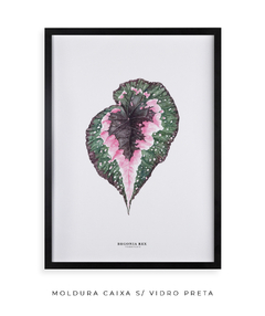 Quadro decorativo Begonia Rex - Flowersjuls - Quadros decorativos botânicos | Aquarelas autorais