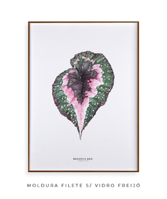 Quadro decorativo Begonia Rex na internet