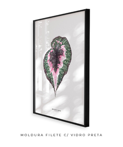 Quadro decorativo Begonia Rex - Flowersjuls - Quadros decorativos botânicos | Aquarelas autorais