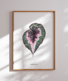 Quadro decorativo Begonia Rex