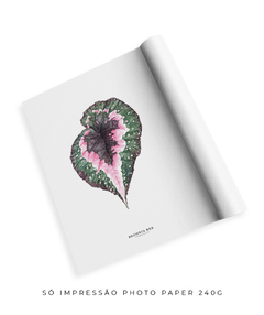 Quadro decorativo Begonia Rex - comprar online